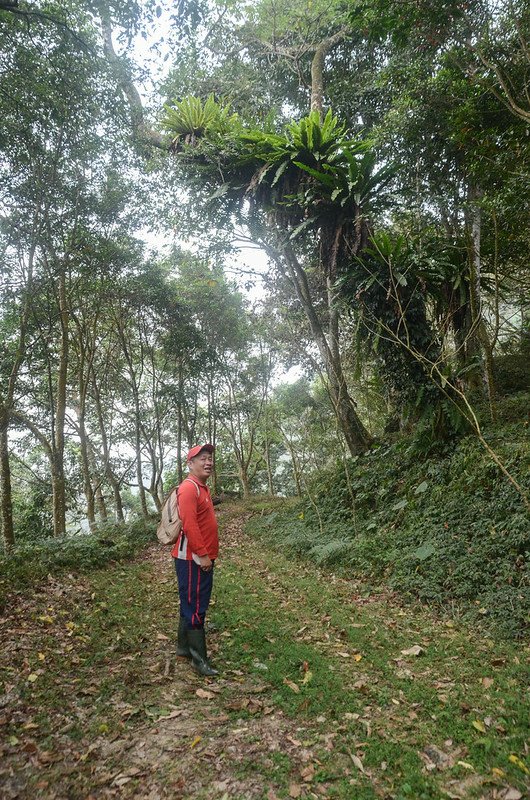 白石牙山產道山蘇森林