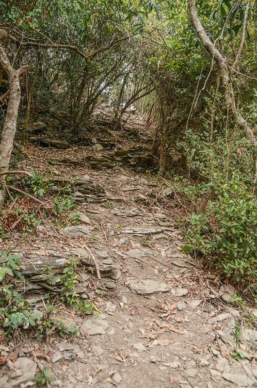 德德山西北峰登山小徑 (2)