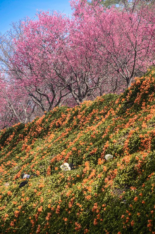 2021 銅鑼炮仗花道 (15)