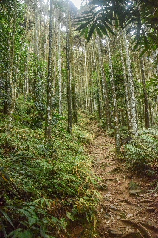 向天湖山登山山徑 (1)