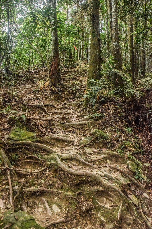 向天湖山登山山徑 (2)