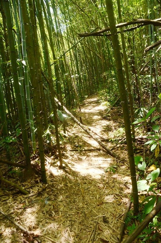 玉女山登山山徑 (1)