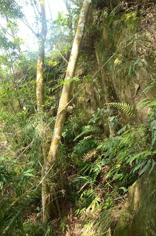 石觀音山峭壁拉繩段 (1)