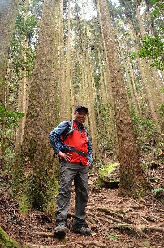 加里山步道柳杉林