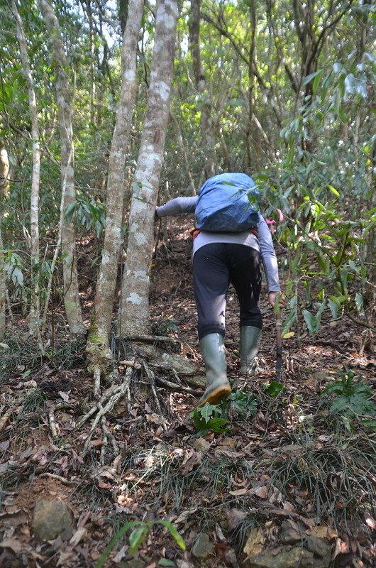 草埔後社山山徑 (1)