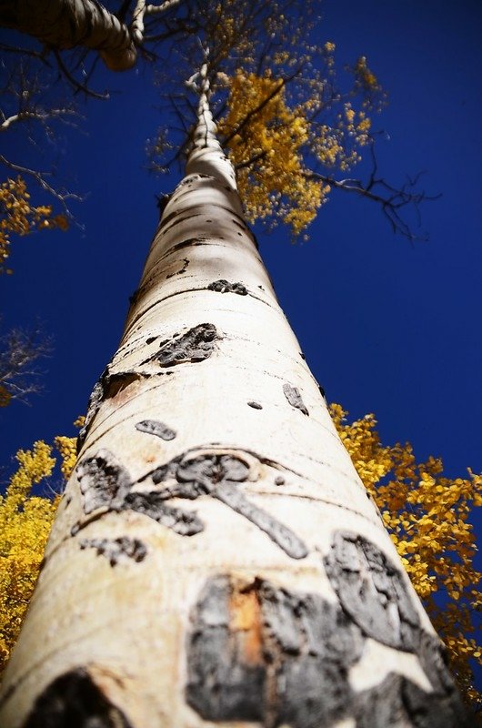 Fall foliage hike at Colorado Trail, Kenosha Pass  (151)