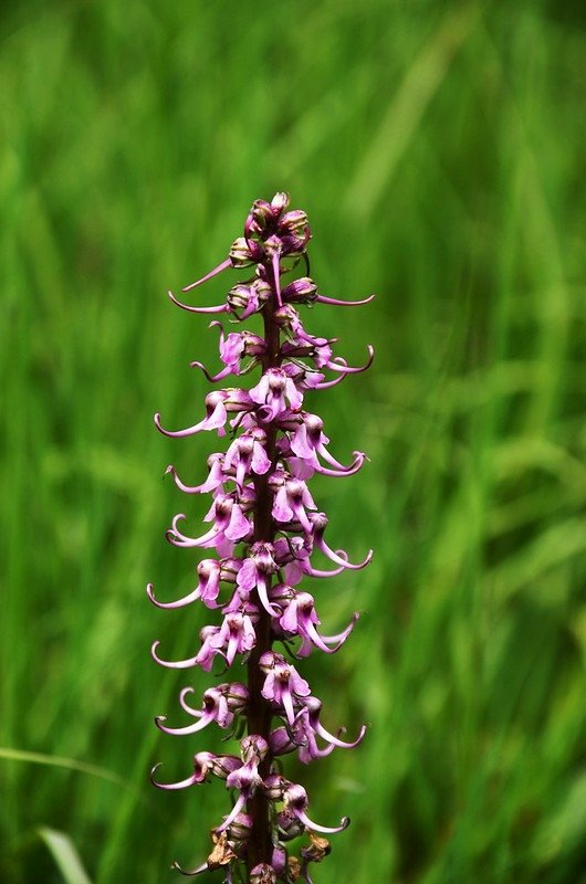 Elephant Head Flower (1)