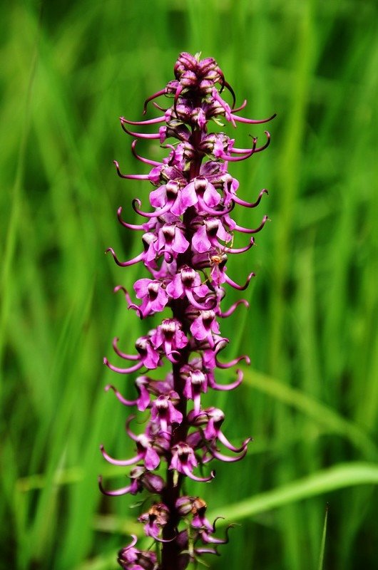 Elephant Head Flower (2)