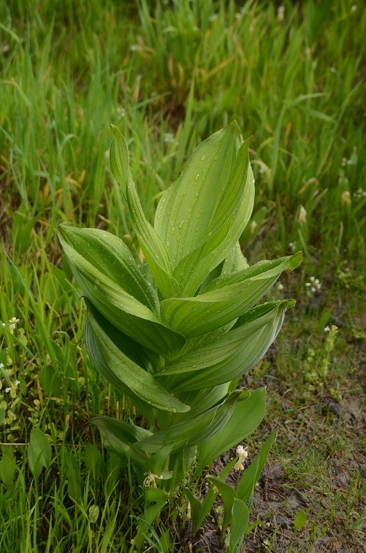 Corn Lily (5)