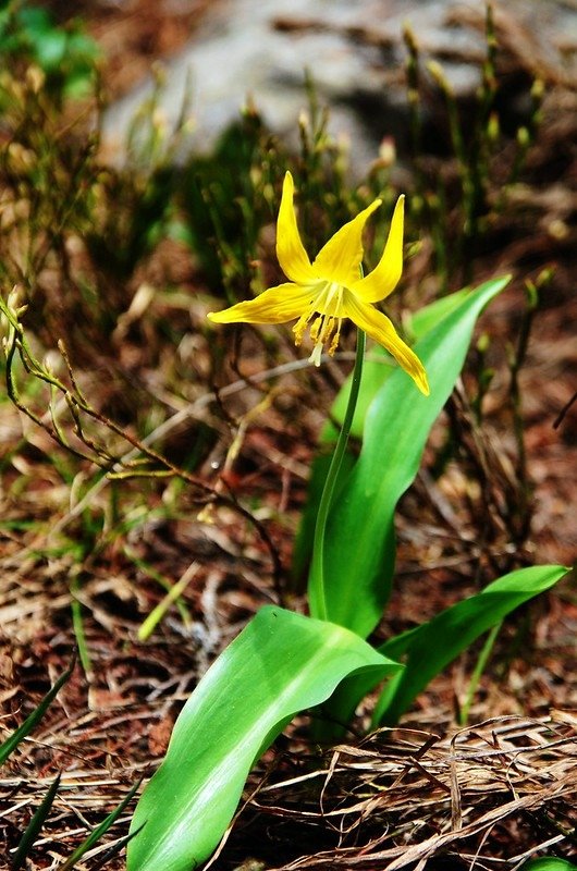 Glacier Lily (3)