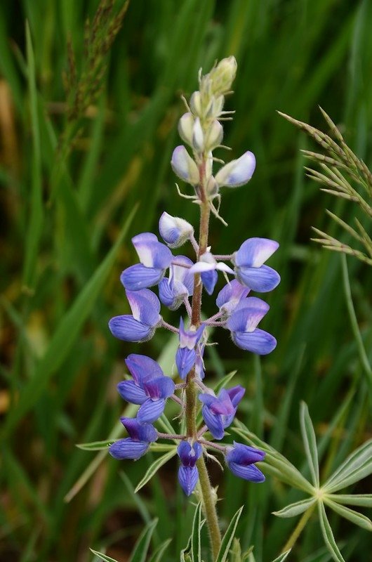 Lupine (1)