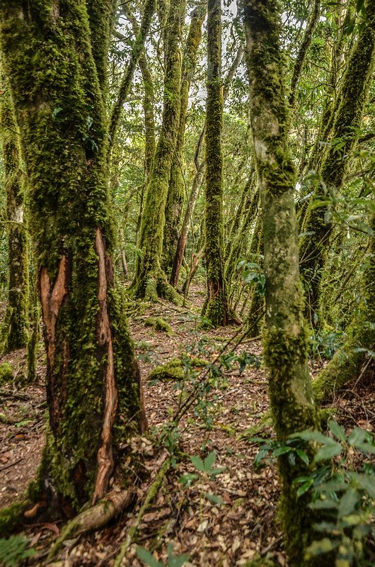 戒茂斯山登山步道 (15)