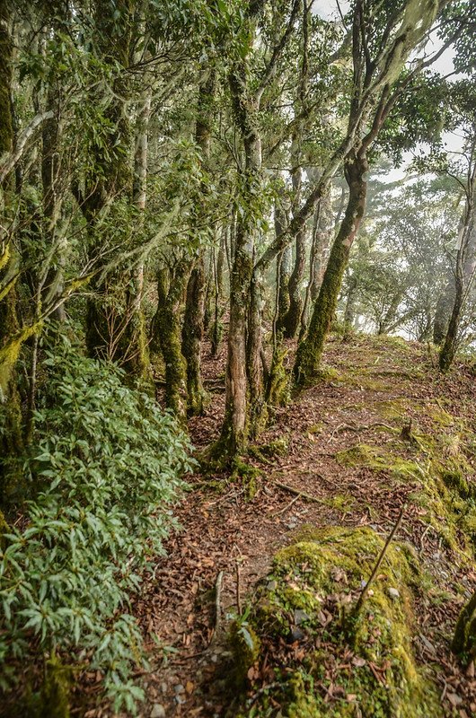 戒茂斯山登山步道 (12)