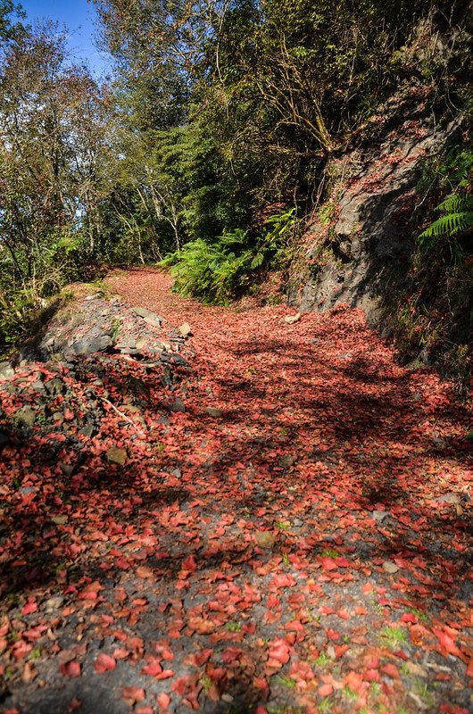 船型山林道 (26)