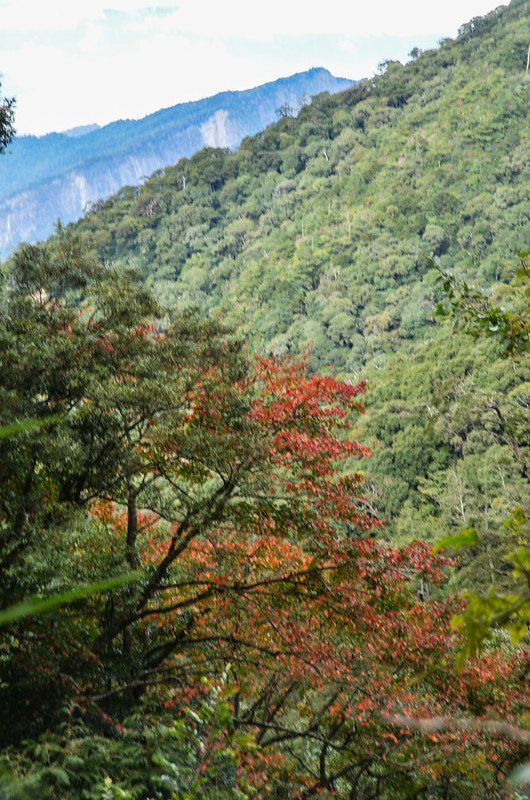 船型山林道 (8)