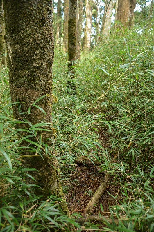 烏石坑山箭竹林