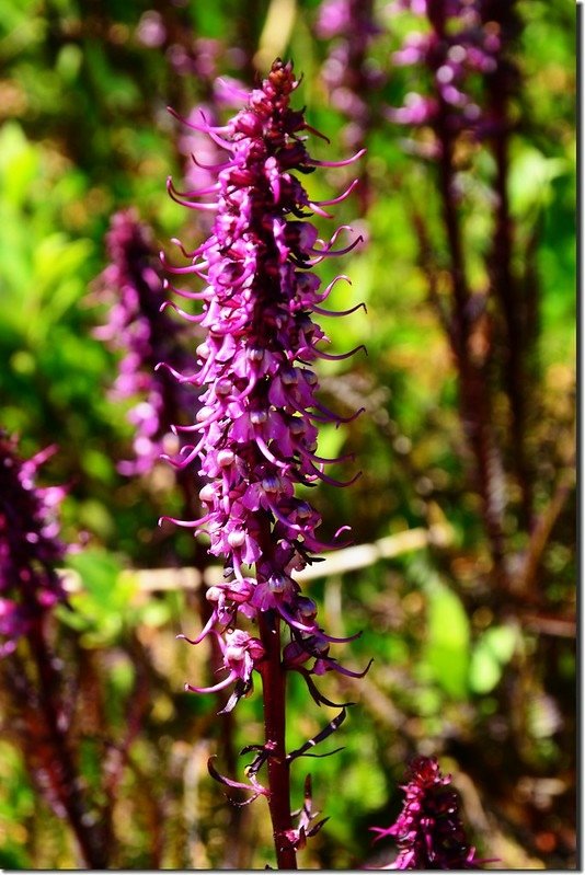 Elephant Head flower (3)