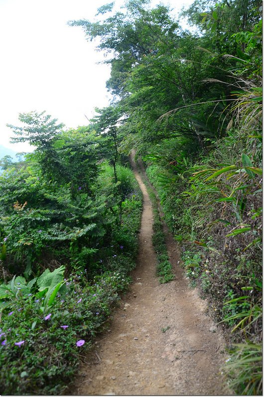 紅楠坑山（龜山、茅子埔山）登山步道 2