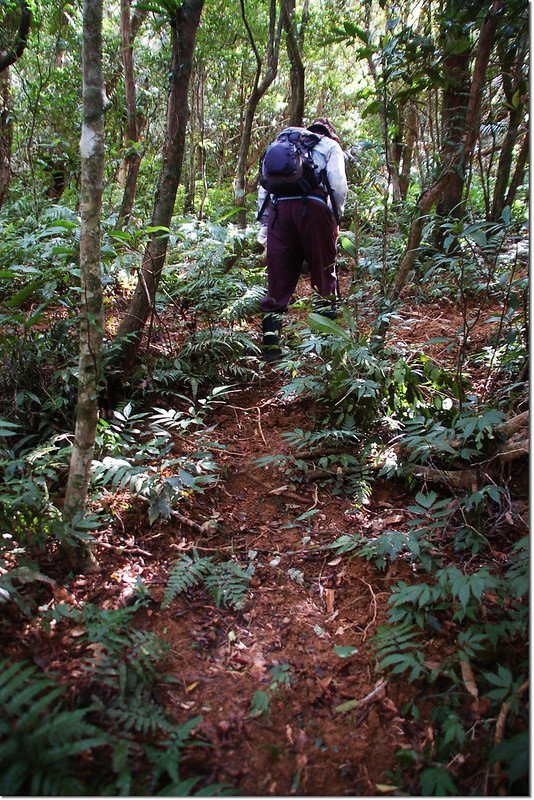 牡丹路山登山路徑 1