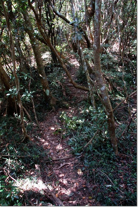 牡丹路山東南峰山徑 2