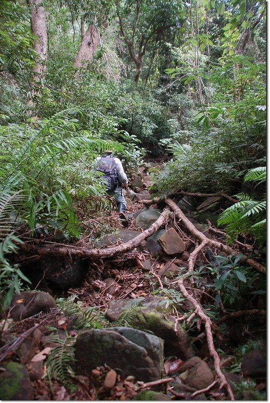 出風山登山小徑乾溪溝 1