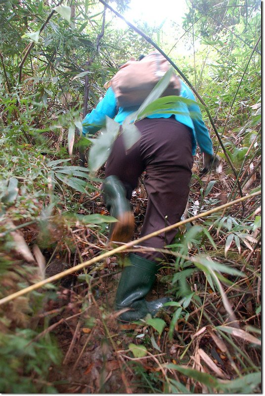 川七山登山路徑 1