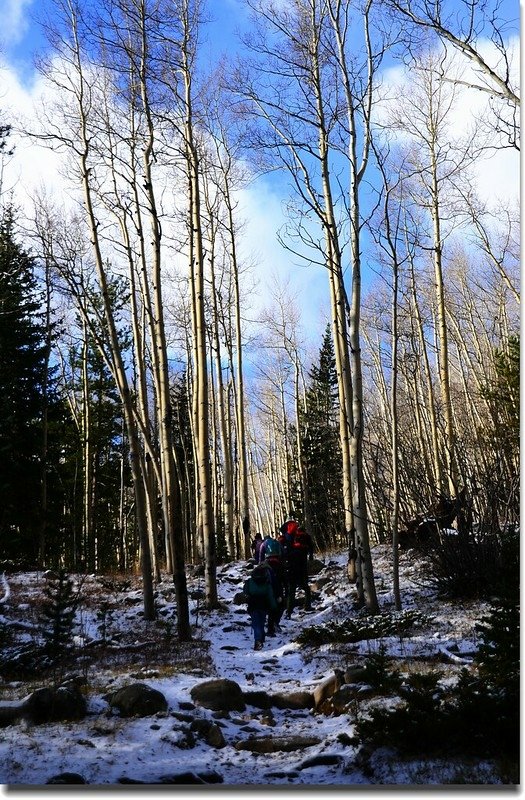 Aspen along the trail (1)