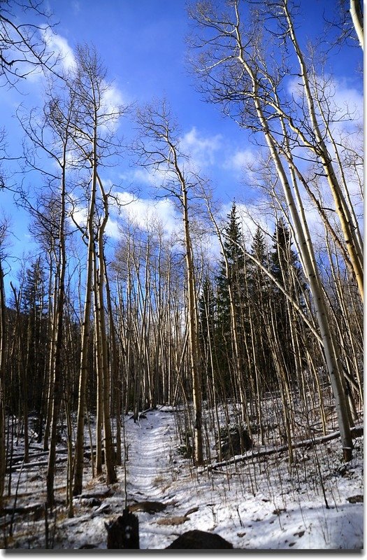 Aspen along the trail (4)