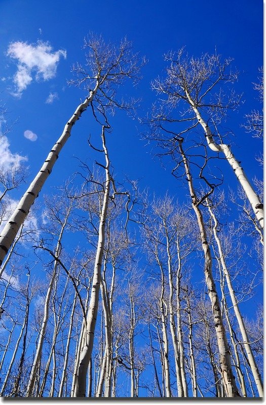 Aspen along the trail (5)