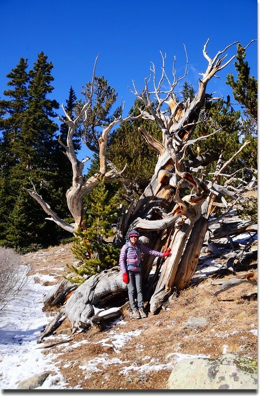 Bristlecone pine (4)