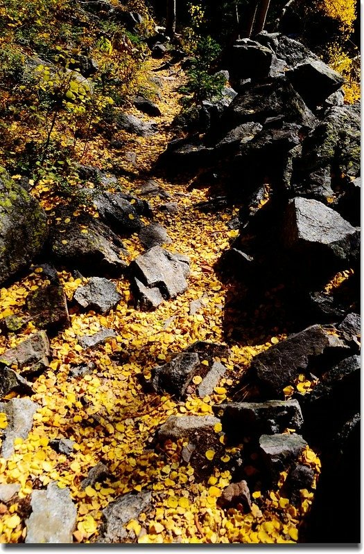 Falling aspen leaves carpet the interior of the forest