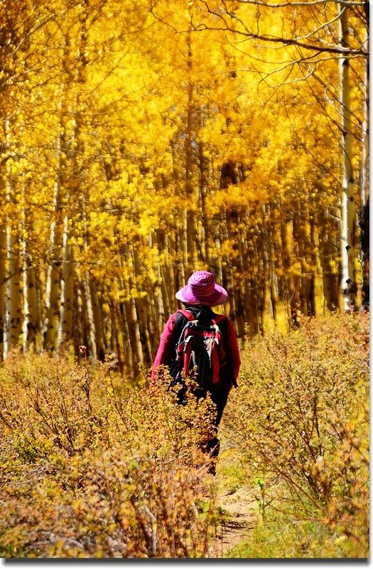 Fall colors, Kenosha Pass  (39)