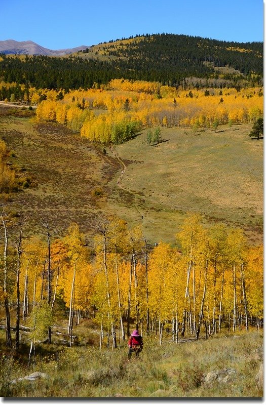 Fall colors, Kenosha Pass  (17)