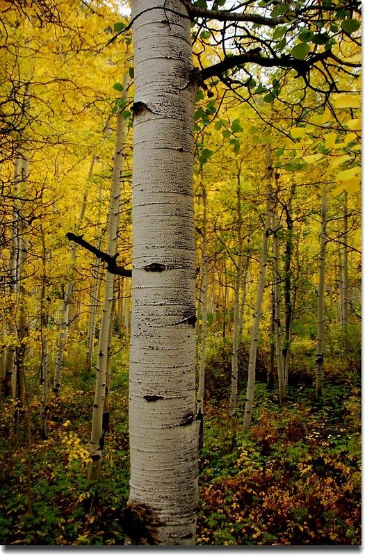 Fall colors, Kenosha Pass  (20)