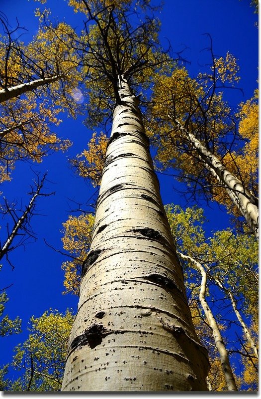 Fall colors, Kenosha Pass  (35)