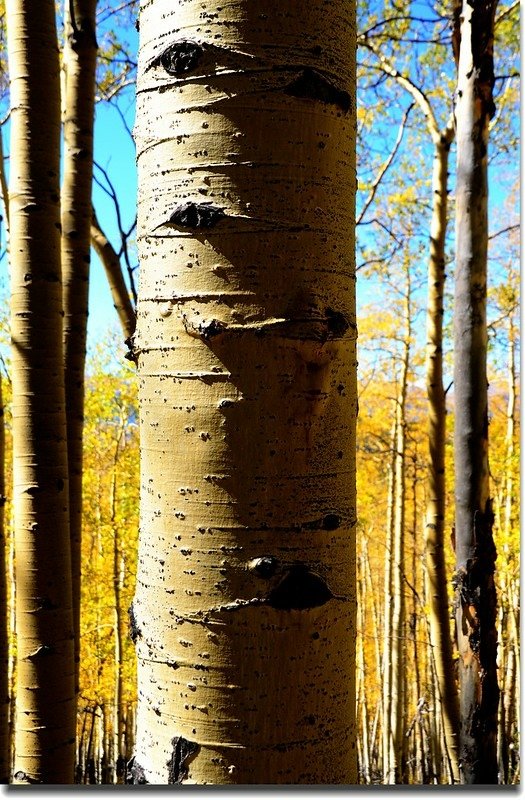 Fall colors, Kenosha Pass  (34)