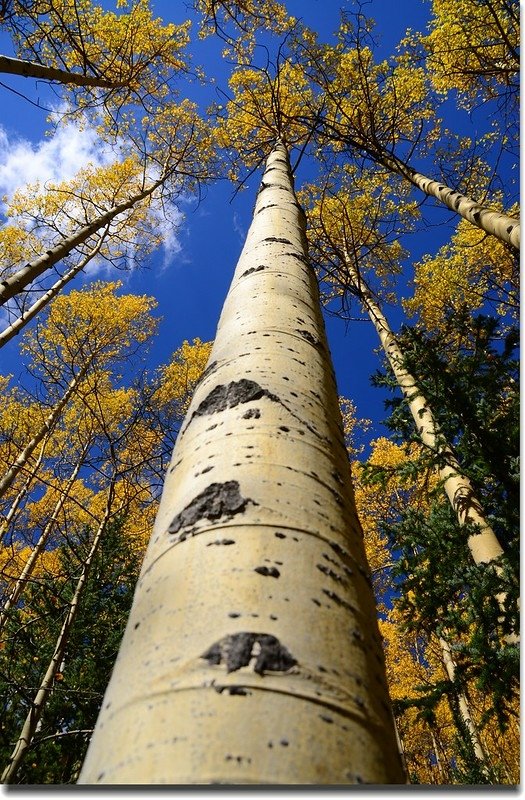 Fall colors, Guanella Pass, Colorado (14)