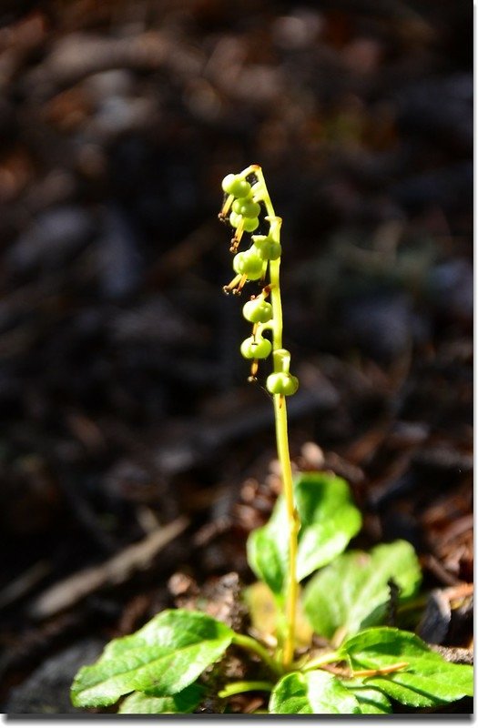 Pyrola (fruits)