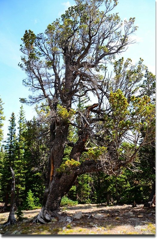 Bristlecone pine 1