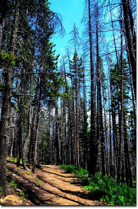 The Meadow Creek Trail winds through a pine forest 4