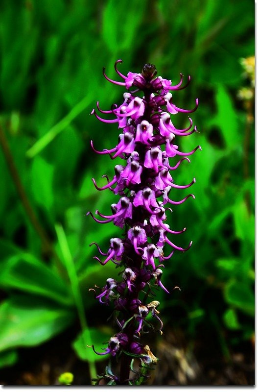 Elephant Head Flower