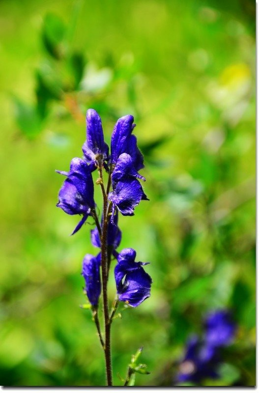 Monkshood flower