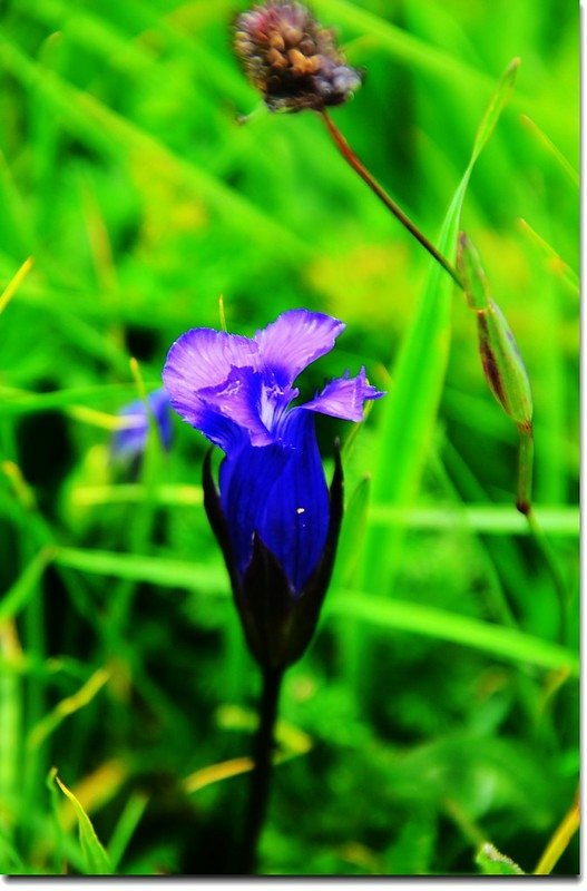 Fringed Gentian 4