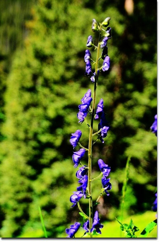 Monkshood flower (2)