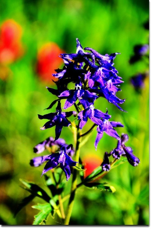 Subalpine larkspur