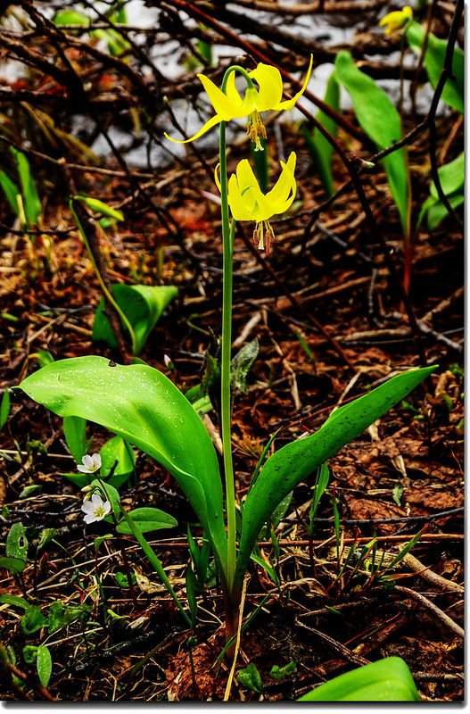 Glacier Lily (5)