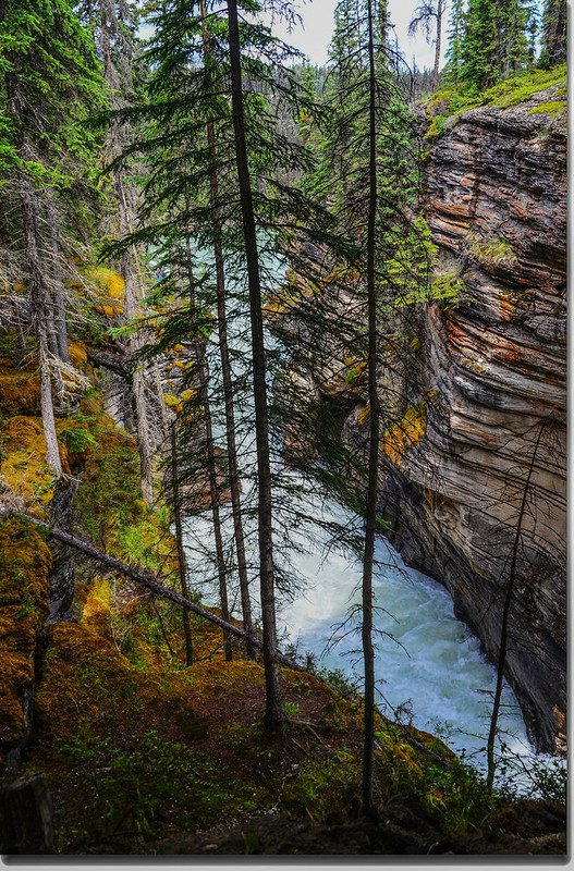 Athabasca Falls  (11)