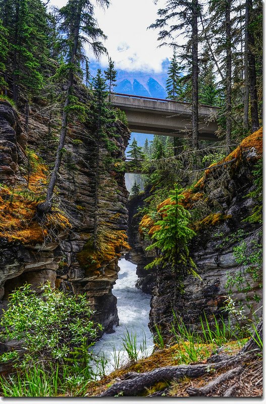 Athabasca Falls  (13)