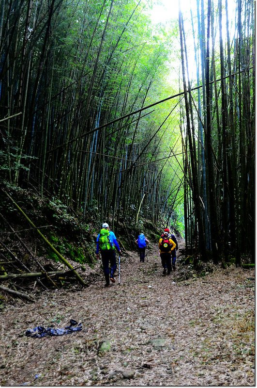 卓武山孟宗竹林登山步道