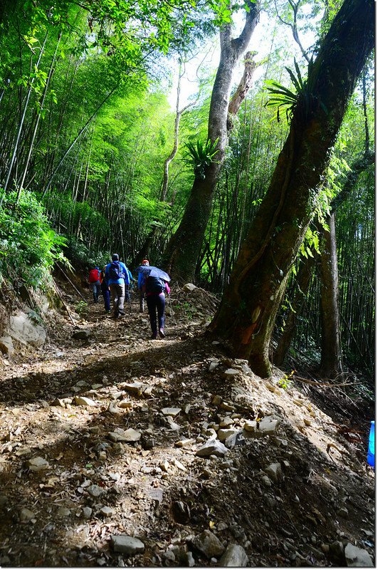 卓武山原始山林小徑 1